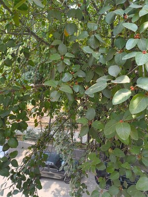 3 BHK Builder Floor – Garden View at Greater Kailash I - for Rent