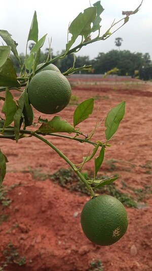  Plot – Garden View at Thummapala - for Sale