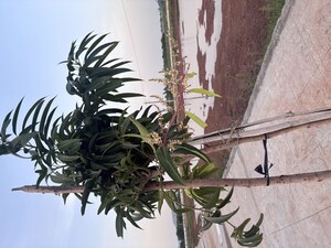   Plot at Nepalle – for Sale