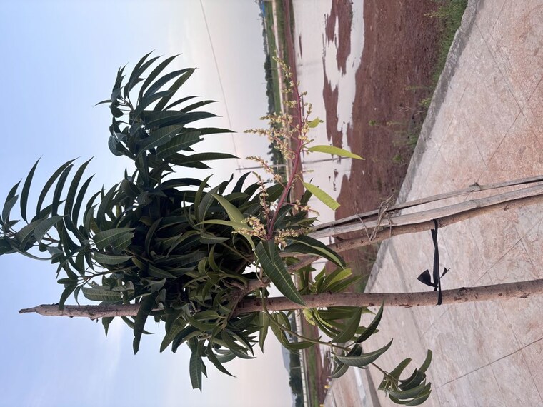 undefined, nepalle  201 Sq.Yd. Plot In Nepalle Vijayawada 10611714