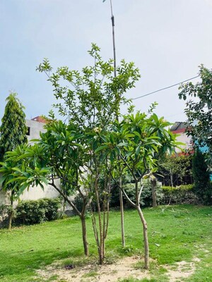  Plot For Sale in Palm Green, Bhanauta