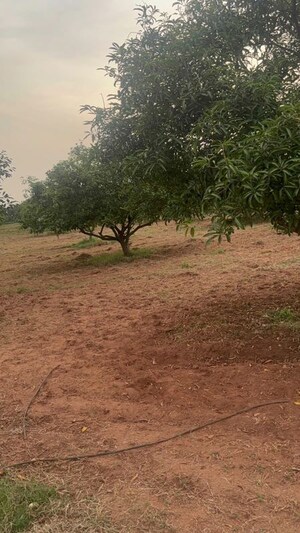 Plot Area in  Plot at Tarapet – for Sale