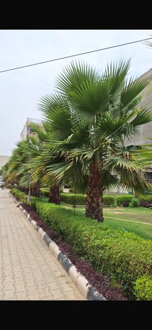 3 BHK Apartment – Garden View at Aura Homes, Patiala Road - for Sale