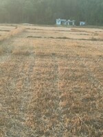 100 Sq.Yd. Plot in Kalyanpur