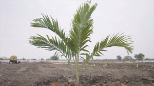 Plot Area in  Plot at Rudraram – for Sale