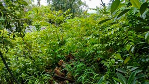  Apartment – Garden View at Vasai - for Sale