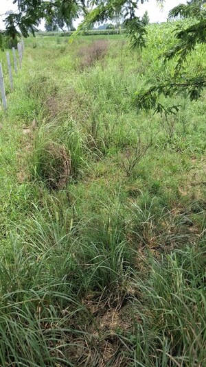 Plot Area in  Land at Kursi Road – for Sale