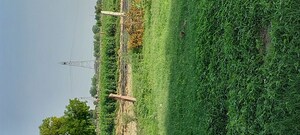Plot Area in  Plot at Pachgain Khera – for Sale
