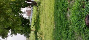 Plot Area in  Plot at Pachgain Khera – for Sale