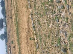 Plot For Sale in Sohna