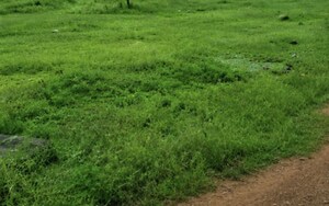 Plot Area in  Plot at Kesora – for Sale