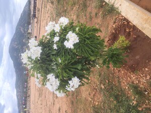  Plot – Exterior View View at Karamadai - for Sale