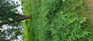 Plot Area in  Plot at Pachgain Khera – for Sale