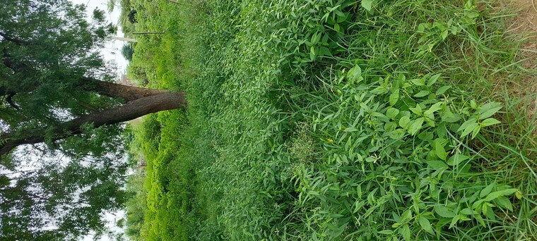 undefined, pachgain khera  125 Sq.Yd. Plot In Pachgain Khera Agra 10635342