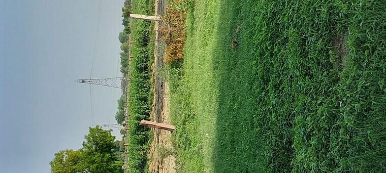 undefined, pachgain khera  125 Sq.Yd. Plot In Pachgain Khera Agra 10635342
