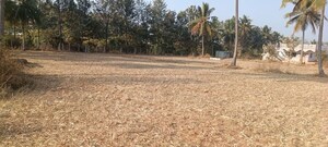 Plot Area in  Plot at Doddaballapura – for Rent