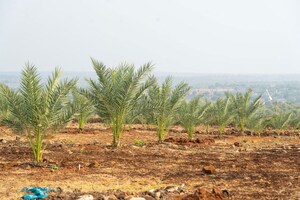 Plot Area in  Land at Narayankhed – for Sale