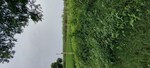 140 Sq.Yd. Plot in Pachgain Khera