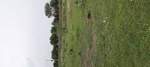 Plot Area in  Plot at Dhanauli – for Sale