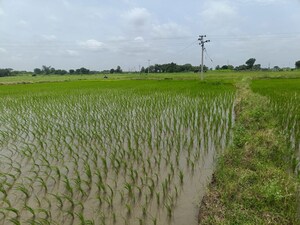 Plot Area in  Land at Gajwel – for Sale
