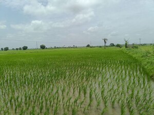  Land For Sale in Gajwel
