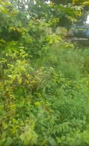 Plot Area in  Plot at Juggaur – for Sale