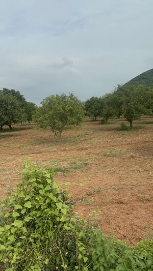 Plot Area in  Plot at Surampalli – for Sale