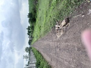 Plot Area in  Plot at Vadhu Budruk – for Sale