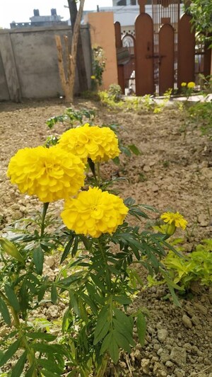  Independent House – Garden View at Lda Colony - for Sale