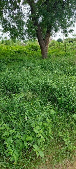 Plot Area in  Plot at Rohta – for Sale