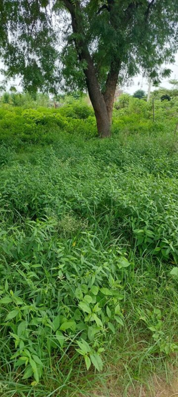 undefined, rohta  900 Sq.Ft. Plot In Rohta Agra 10655294