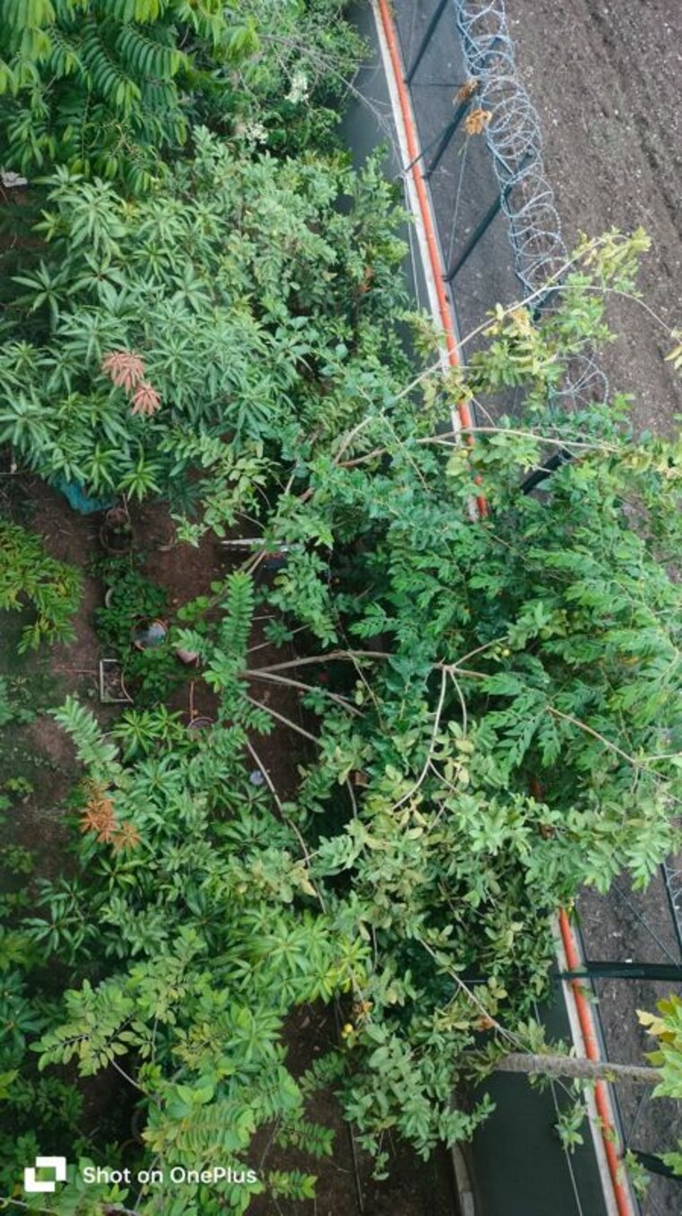 Garden, runal-gateway 3 Bedroom 1500 Sq.Ft. Independent House In Ravet Pune 10655353