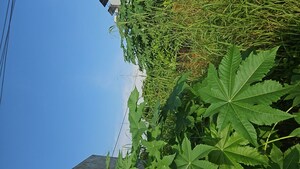  Plot – Garden View at Gomti Nagar - for Sale