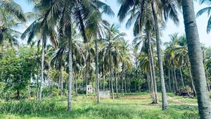 Plot Area in  Land at Avalapalli – for Rent