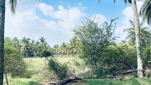 Plot Area in  Land at Avalapalli – for Rent