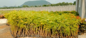   Plot at Bharati Daksh County, Aganampudi – for Sale