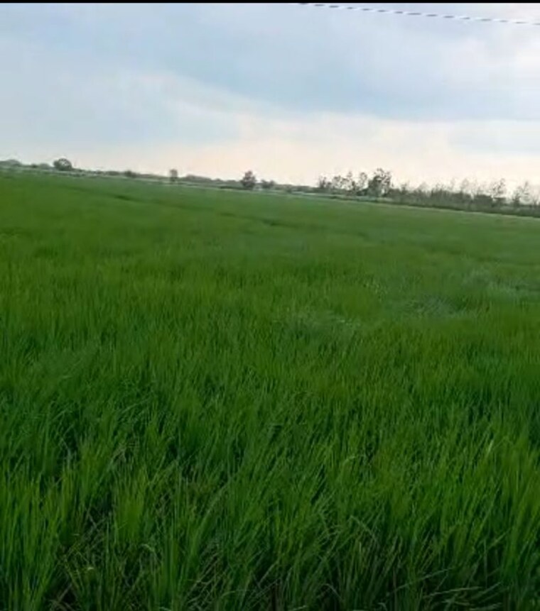 undefined, mirapur  53550 Sq.Ft. Plot In Mirapur Muzaffarnagar 10669503
