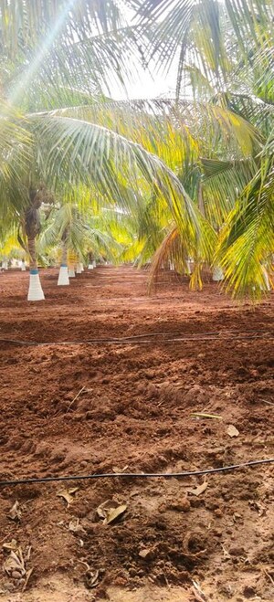Plot Area in  Land at Kinathukadavu – for Sale