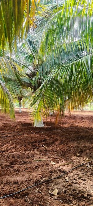 Plot Area in  Land at Kinathukadavu – for Sale