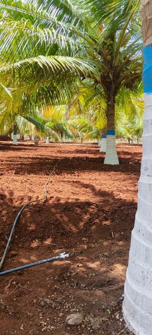 Plot Area in  Land at Kinathukadavu – for Sale