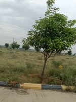 300 Sq.Yd. Plot in Fortune Butterfly City