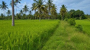  Plot For Sale in Chitaipur