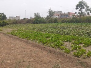 Plot Area in  Land at Kotla Nihang – for Rent
