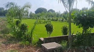  Plot For Sale in Safedabad