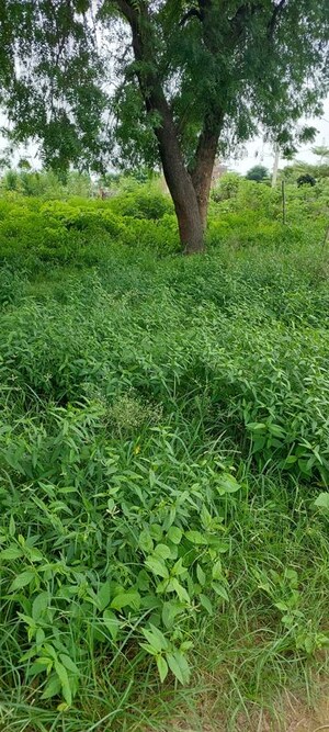 Plot Area in  Plot at Pachgain Khera – for Sale