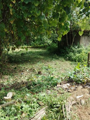 Plot Area in  Plot at Maina – for Sale