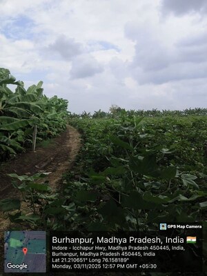 Plot Area in  Land at Mahabal – for Sale