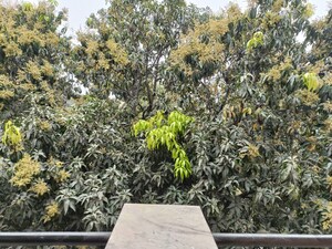 3 BHK Builder Floor – Garden View at Sarvapriya Vihar - for Rent