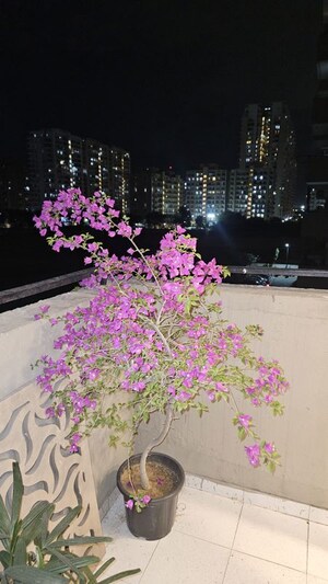 Parking in 2 BHK Apartment at Signature Global Grand Iva, Sector 103 – for Rent