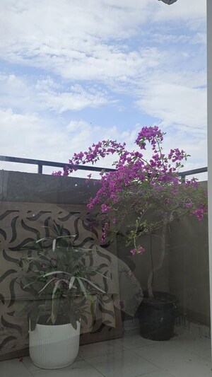 Balcony in 2 BHK Apartment at Signature Global Grand Iva, Sector 103 – for Rent